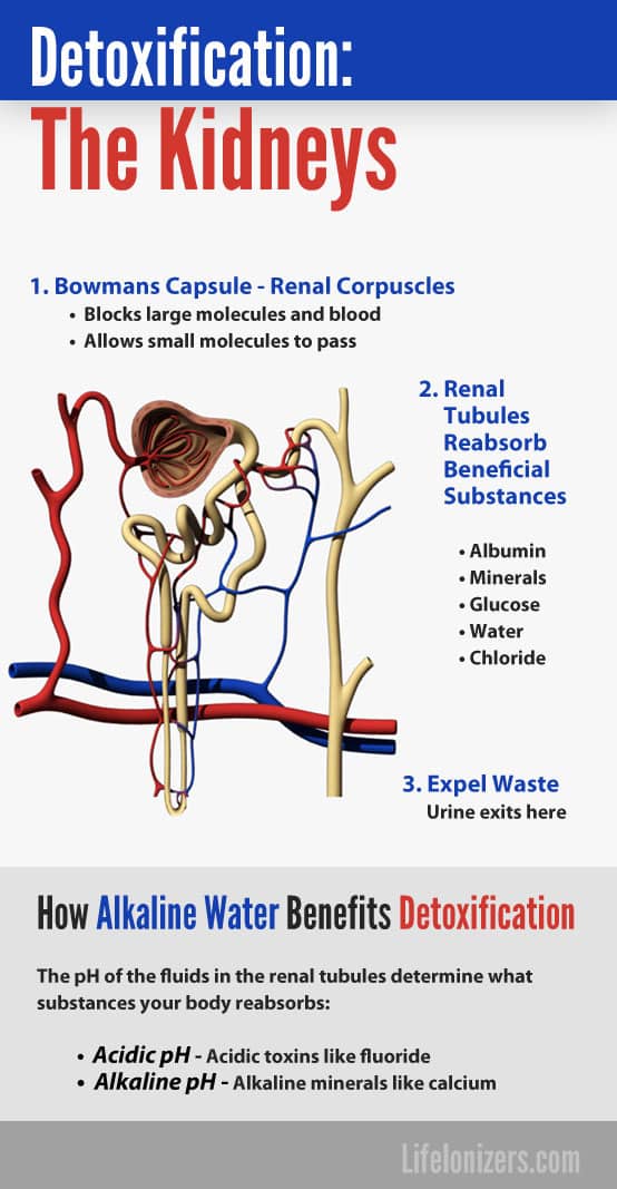 How Detoxification Works: The Kidneys – Life Ionizers